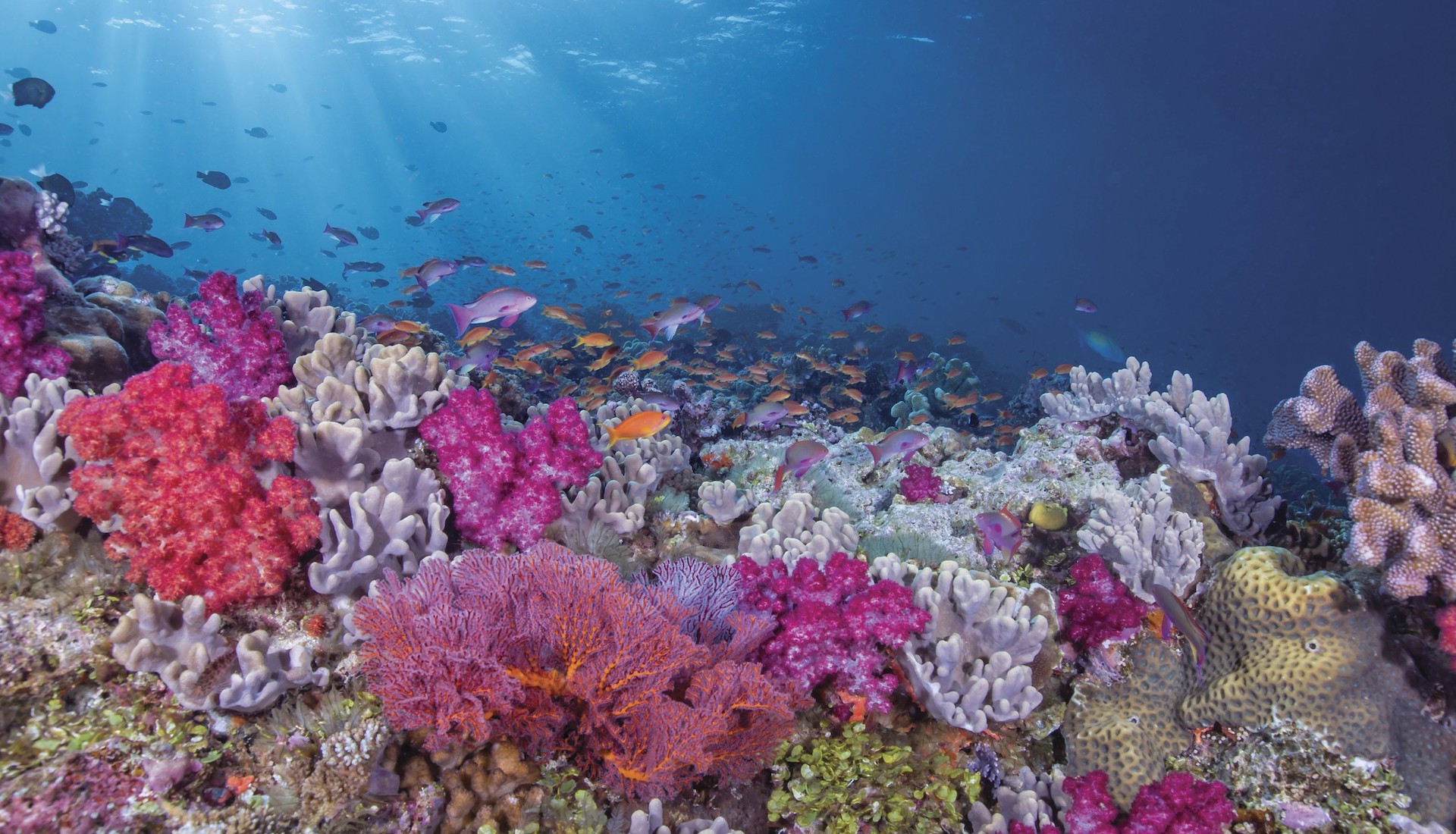 Diving the Bligh Waters, Fiji - Underwater images of coral reef and marine life in the Bligh Waters